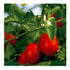 Stanislaus 74-40 102 oz , Tomato Filets (Strips of Peeled Tomatoes)