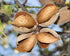 2 Food to Live - Blanched Sliced Almonds, Pounds Thinly Sliced Raw Blanched Almonds, Vegan, Keto, Kosher, Bulk. High