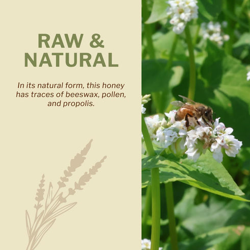 500g 17.6oz, Antioxidant-Packed OneRoot Raw Buckwheat Honey / Unheated & Unprocessed Dark Nutrient-Rich, Natural