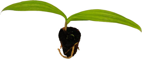 2-4" 1ct ragnaroc Spathoglottis Mello Yellow (Ground Orchid) Live Plant for Indoor Outdoor Use, Garden & Landscaping