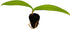 2-4" 1ct ragnaroc Spathoglottis Mello Yellow (Ground Orchid) Live Plant for Indoor Outdoor Use, Garden & Landscaping