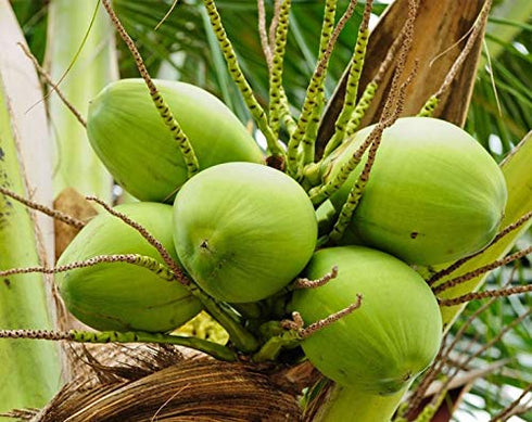 12 Food to Live Shredded Coconut, Ounces Unsweetened Flakes, Desiccated, Kosher, Vegan, Bulk. No Sulfites Added. Rich