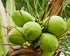 12 Food to Live Shredded Coconut, Ounces Unsweetened Flakes, Desiccated, Kosher, Vegan, Bulk. No Sulfites Added. Rich