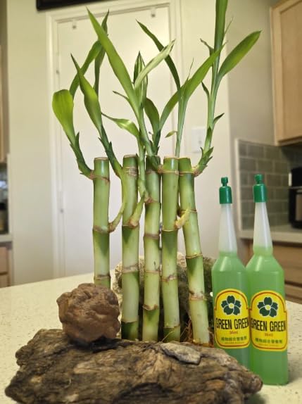 Generic 5 Stalks Lucky Bamboo 6 inches Each with 2 Bottles Plant Food