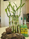 Generic 5 Stalks Lucky Bamboo 6 inches Each with 2 Bottles Plant Food