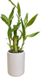 Lucky Bamboo Live Plant in Decorative Pot, Easy to Maintain Indoor Houseplant,