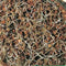 Lentil Sprouting Seeds -30 Grams - Tasty Nutty Flavored