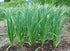 Generic 8 Hardneck Garlic Tuber for Planting - Polish Hardneck Garlic Tuber
