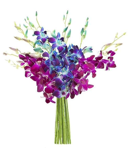 KaBloom - 5 Blue and 5 Purple Orchid without vase - Fresh