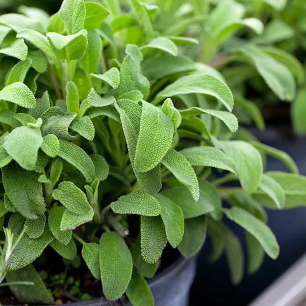 TomorrowSeeds - Broadleaf Sage Seeds - 1200+ Count - for 2026 Planting