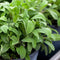 TomorrowSeeds - Broadleaf Sage Seeds - 1200+ Count - for 2026 Planting