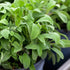 TomorrowSeeds - Broadleaf Sage Seeds - 1200+ Count - for 2026 Planting
