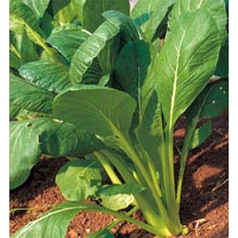 Komatsuna Oriental Mustard Spinach Taste(100 -stir-Fried, Pickled, Boiled-Great - Seeds)