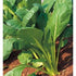 Komatsuna Oriental Mustard Spinach Taste(100 -stir-Fried, Pickled, Boiled-Great - Seeds)