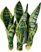 generic Live Variegated Snake Plant Fully Rooted Sansevieria Superba, Low Light Tolerant, Air