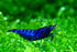 Las Vegas Exotic Fish 20 High Grade Blue Dream Shrimps Neocaridina Live Freshwater Shrimp Aquarium Inverts