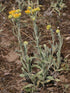 unbranded Immortelle 7 OZ, 200 Helichrysum Dried Flowers from Armenia grams Wild Harvest PREMIUM QUALITY
