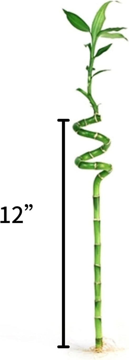 Generic 5 12 Inch Stalks of Spiral Lucky Bamboo with one Free Bottle of Plant Food