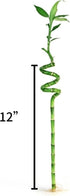 Generic 5 12 Inch Stalks of Spiral Lucky Bamboo with one Free Bottle of Plant Food