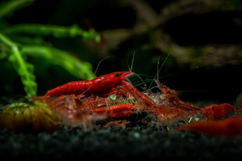 Generic 20+ High Grade Fire Red Cherry Shrimps Neocaridina Live Freshwater Shrimp Aquarium Inverts High-Grade Cherry