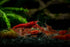 Generic 20+ High Grade Fire Red Cherry Shrimps Neocaridina Live Freshwater Shrimp Aquarium Inverts High-Grade Cherry