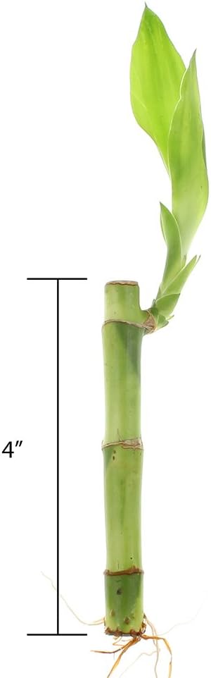 4" NW Wholesaler - Live Lucky Bamboo Straight Stalks and Bottle of Super Green Fertilizer -, Feng Shui Plant, Indoor