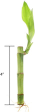 4" NW Wholesaler - Live Lucky Bamboo Straight Stalks and Bottle of Super Green Fertilizer -, Feng Shui Plant, Indoor