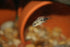 Aquatic Foods Inc. 4-Type Fish1.2oz Mixed Blend of Cyclops, Daphnia, Rotifers, Ready to Eat Brine Shrimp Eggs