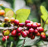 (1, 12oz) Gustos Coffee Premium Selection | Puerto Rican High End Medium Roasted Whole Bean Coffee