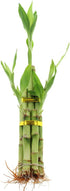 Live Lucky Bamboo 5 Stalk Arrangement - 8 Inch Live Indoor House
