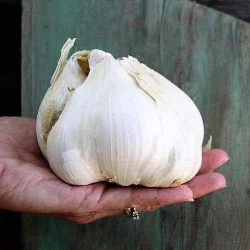 Generic 2 Bulbs. Elephant Garlic. Grown in California. Huge Delicious milder, mellower flavor. Great for Cooking