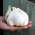 Generic 2 Bulbs. Elephant Garlic. Grown in California. Huge Delicious milder, mellower flavor. Great for Cooking