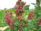 Generic 100 Organic Cocoa Cherry Quinoa Grain Chenopodium Quinoa Red & Brown Seeds