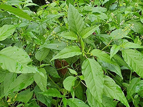 Rivina Humilis - Jamaican Dog Blood Herb for Enhanced Fertility