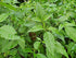 Rivina Humilis - Jamaican Dog Blood Herb for Enhanced Fertility