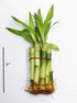 Athena's Garden B-SS04 4" 4" Bamboo Stalks with Shoots, Green