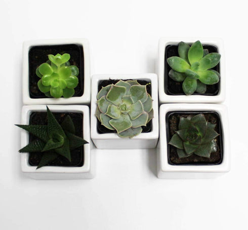 Athena's Garden Set 5 2" 3" A of Live Succulents in White Square Pots Each Supported with Natural Polished River Rocks