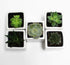 Athena's Garden Set 5 2" 3" A of Live Succulents in White Square Pots Each Supported with Natural Polished River Rocks