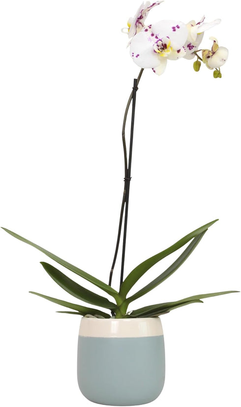 Large Novelty Live Orchids Blooming in 5" Blue & White Orchid Pot,
