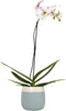 Large Novelty Live Orchids Blooming in 5" Blue & White Orchid Pot,