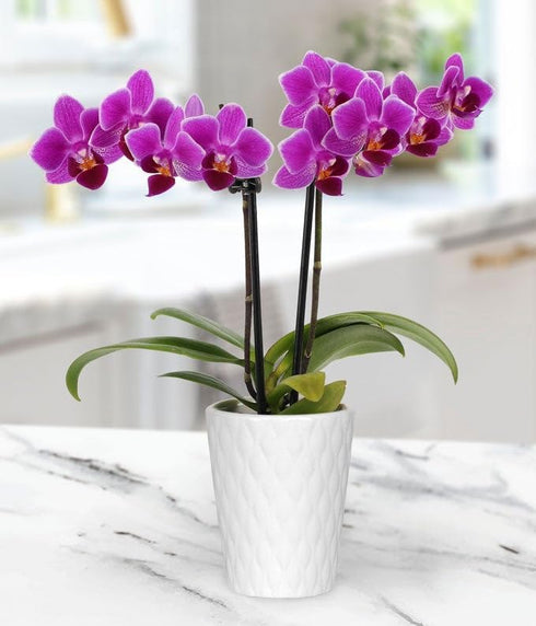Touch of Royalty Mini Orchid Plant