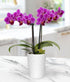 Touch of Royalty Mini Orchid Plant