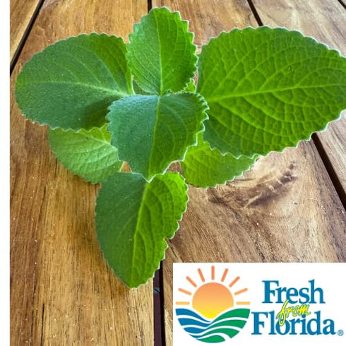Goodluck Ganesha 10-12 2 Fresh Leaves on Stems of Fresh Cuban Oregano, Indian Borage, Mexican Mint, Broad Leaf Thyme