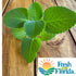 Goodluck Ganesha 10-12 2 Fresh Leaves on Stems of Fresh Cuban Oregano, Indian Borage, Mexican Mint, Broad Leaf Thyme