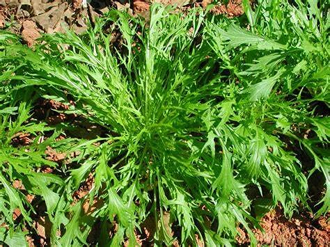 (25 Count) Mizuna Mustard Green Seeds "COOL BEANS N SPROUTS" Brand. Home Gardening.
