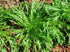 (25 Count) Mizuna Mustard Green Seeds "COOL BEANS N SPROUTS" Brand. Home Gardening.
