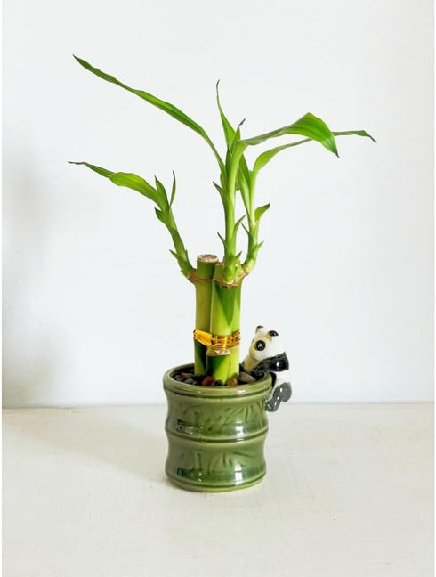 Generic (2PK Coop & Harp Small Lucky Bamboo Live Indoor Plant with Ceramic Vase, Live Indoor Lucky Bamboo for Home