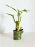 Generic (2PK Coop & Harp Small Lucky Bamboo Live Indoor Plant with Ceramic Vase, Live Indoor Lucky Bamboo for Home