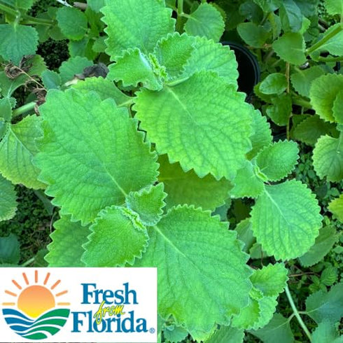 Goodluck Ganesha 10-12 2 Fresh Leaves on Stems of Fresh Cuban Oregano, Indian Borage, Mexican Mint, Broad Leaf Thyme