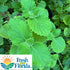 Goodluck Ganesha 10-12 2 Fresh Leaves on Stems of Fresh Cuban Oregano, Indian Borage, Mexican Mint, Broad Leaf Thyme